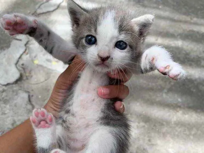 Gato ra a  idade Abaixo de 2 meses nome Não tem nome