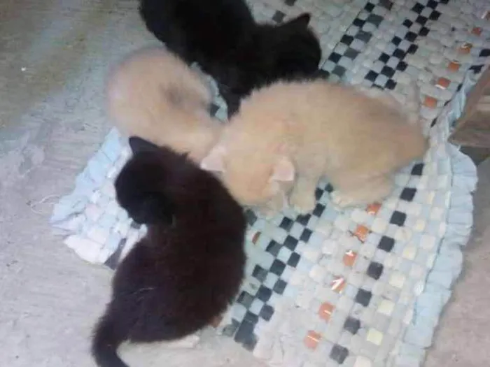 Gato raça Srd idade Abaixo de 2 meses nome Lindinho