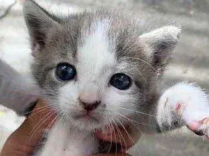 Gato raça  idade Abaixo de 2 meses nome Não tem nome
