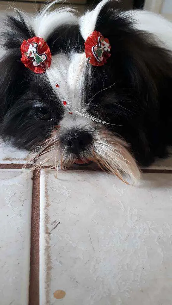 Cachorro ra a Shitzu  idade 2 a 6 meses nome Maya