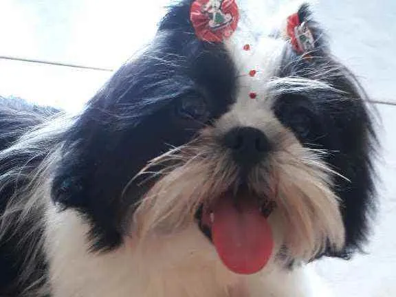 Cachorro ra a Shitzu  idade 2 a 6 meses nome Maya