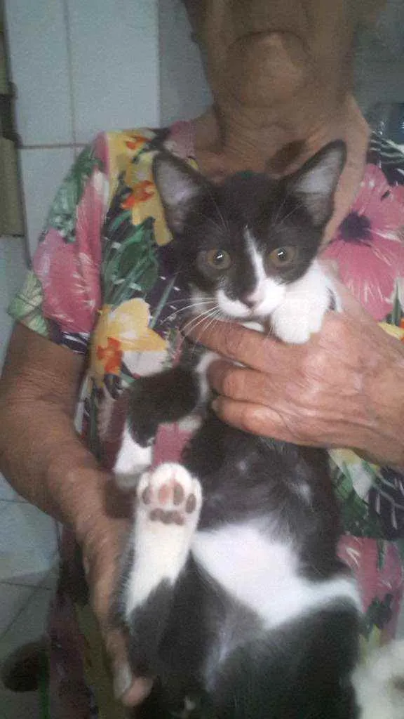 Gato raça  idade 2 a 6 meses nome Não tem nome
