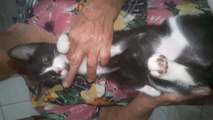 Gato raça  idade 2 a 6 meses nome Não tem nome