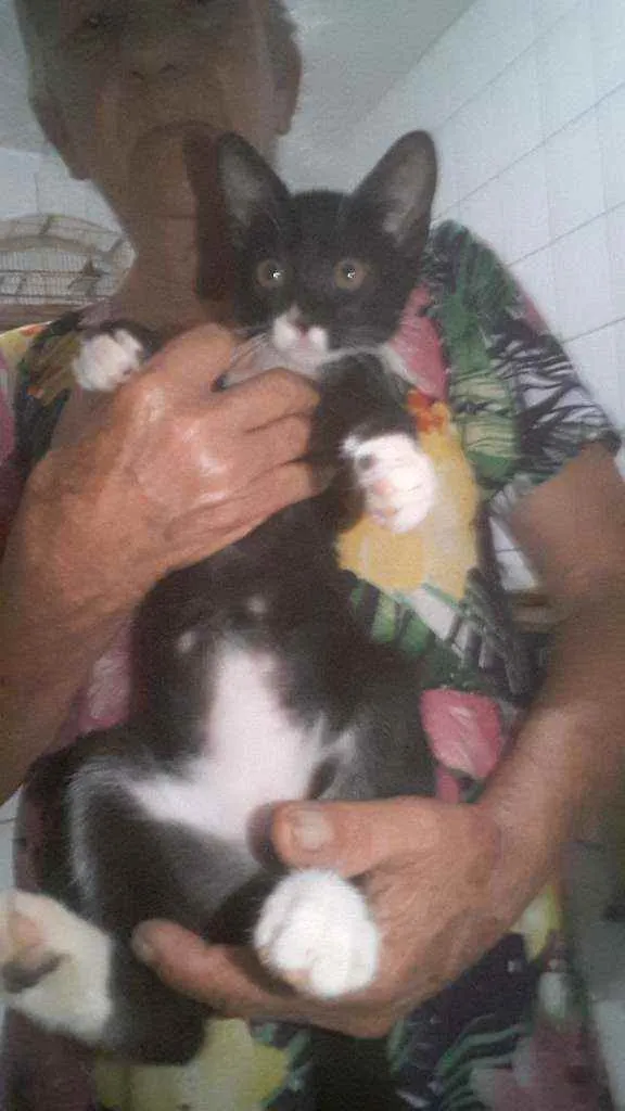 Gato raça  idade 2 a 6 meses nome Sem nome