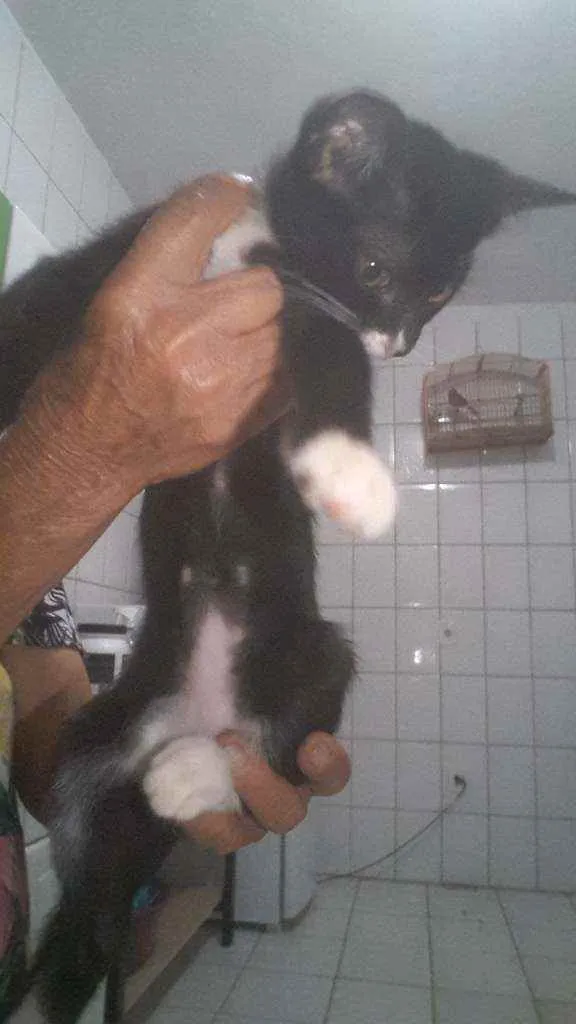 Gato raça  idade 2 a 6 meses nome Sem nome