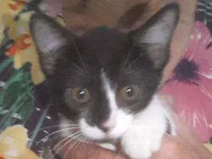 Gato raça  idade 2 a 6 meses nome Não tem nome