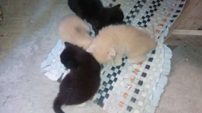 Gato raça Srd idade Abaixo de 2 meses nome Lindinho