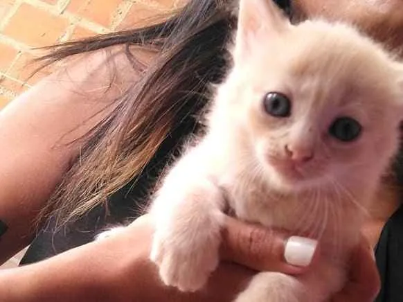 Gato raça Srd idade Abaixo de 2 meses nome Lindinho