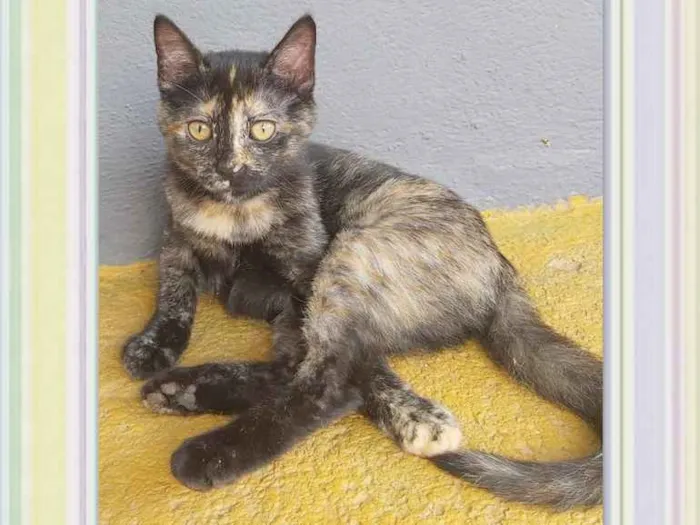 Gato ra a srd idade 7 a 11 meses nome KOLA