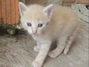 Gato raça Srd idade Abaixo de 2 meses nome Lindinho