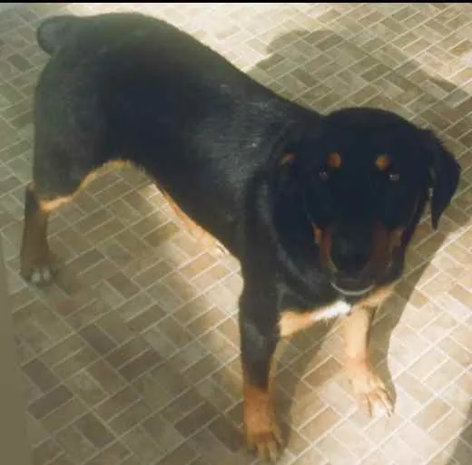 Cachorro ra a rottweiler misturado  idade 1 ano nome Polo