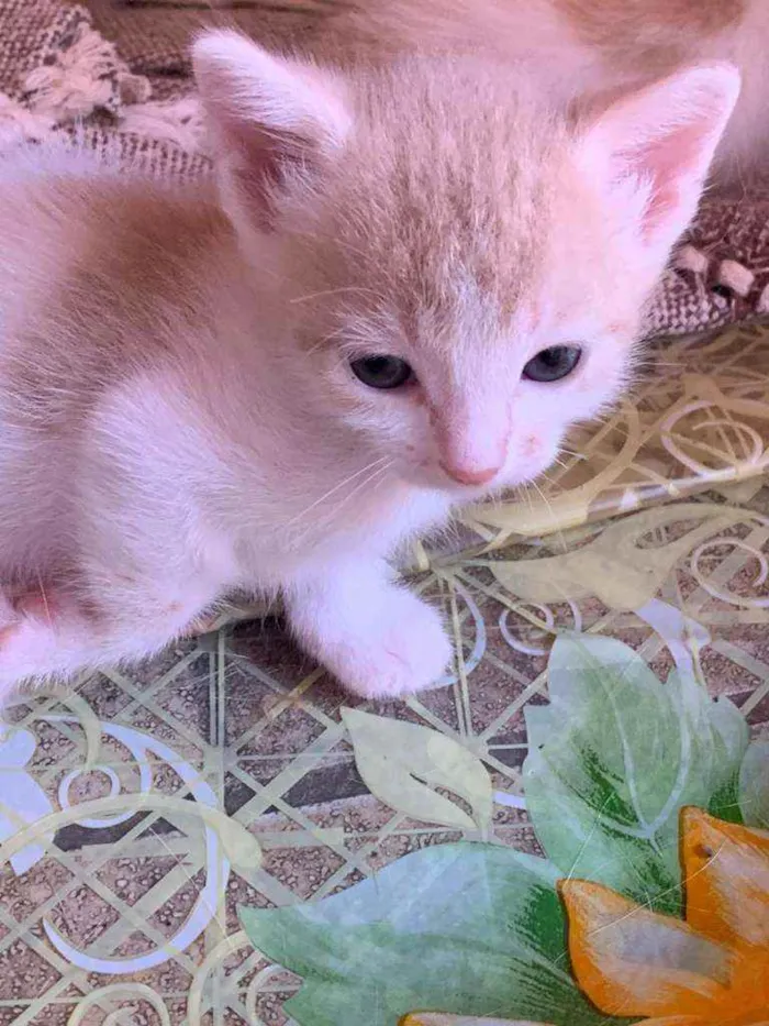 Gato ra a Srd idade Abaixo de 2 meses nome Sem nome