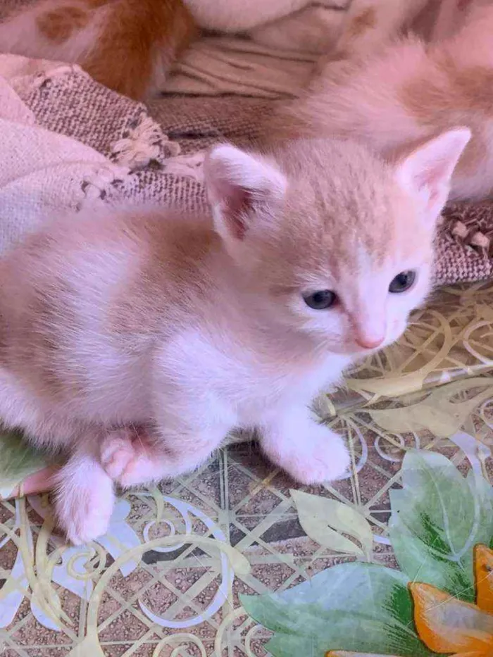 Gato ra a Srd idade Abaixo de 2 meses nome Sem nome
