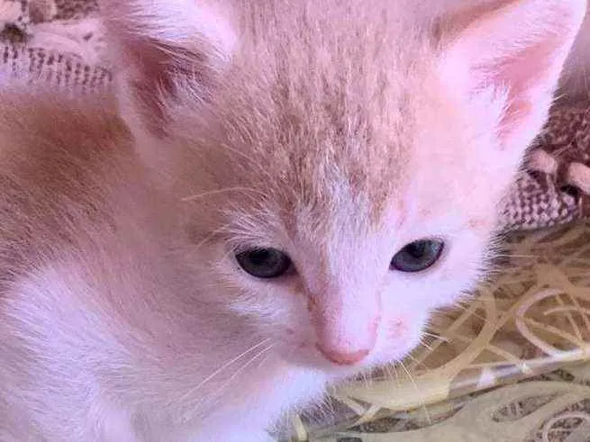 Gato ra a Srd idade Abaixo de 2 meses nome Sem nome