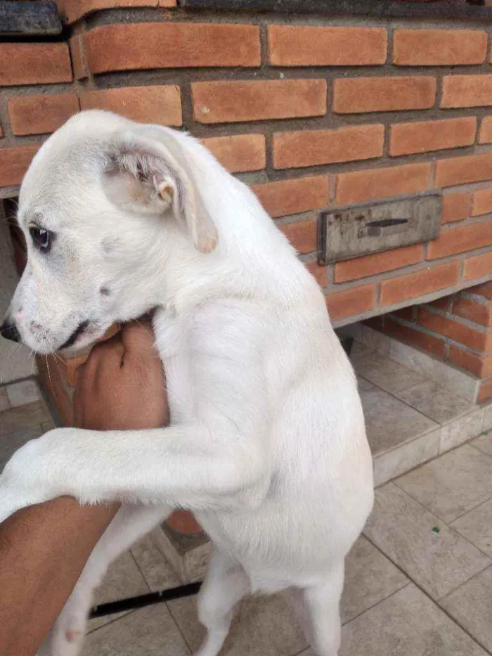 Cachorro raça Mestiça labrador  idade 2 a 6 meses nome Donna