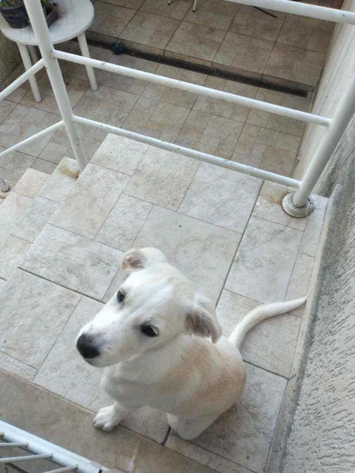 Cachorro raça Mestiça labrador  idade 2 a 6 meses nome Donna