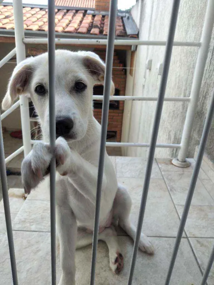 Cachorro raça Mestiça labrador  idade 2 a 6 meses nome Donna