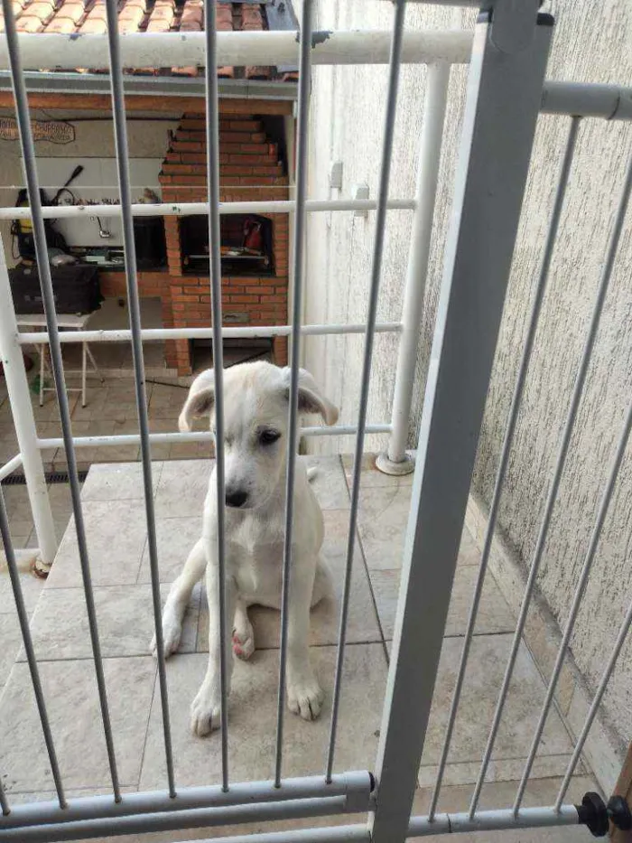 Cachorro raça Mestiça labrador  idade 2 a 6 meses nome Donna