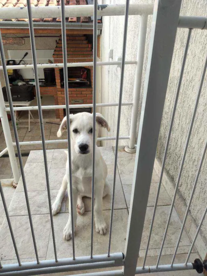 Cachorro raça Mestiça labrador  idade 2 a 6 meses nome Donna