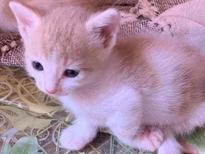 Gato ra a Srd idade Abaixo de 2 meses nome Sem nome