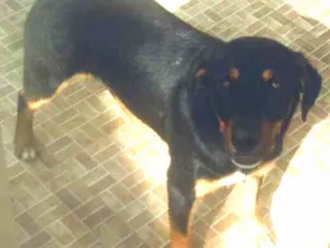 Cachorro raça rottweiler misturado  idade 1 ano nome Polo