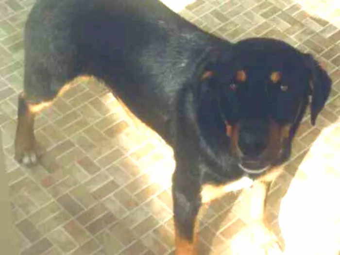 Cachorro ra a rottweiler misturado  idade 1 ano nome Polo
