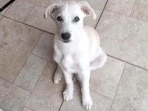 Cachorro raça Mestiça labrador  idade 2 a 6 meses nome Donna