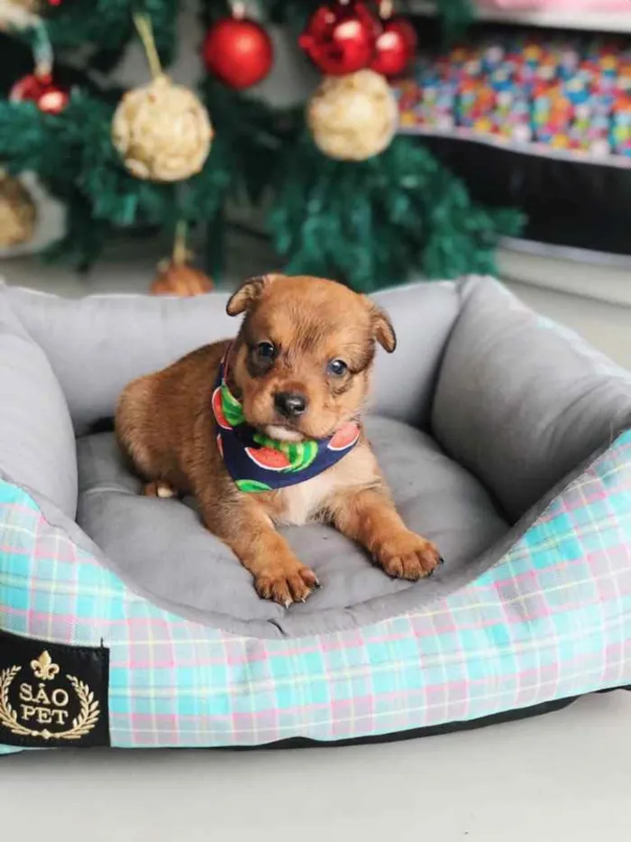 Cachorro ra a Sem Raça Definida  idade 2 a 6 meses nome BRUCE