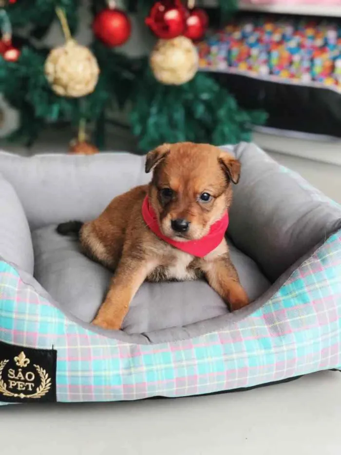Cachorro ra a Sem raça definida idade 2 a 6 meses nome ATILA