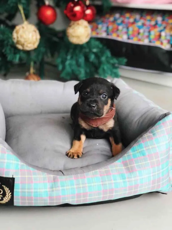 Cachorro ra a Sem Raça Definida idade 2 a 6 meses nome APOLO