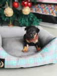 APOLO
