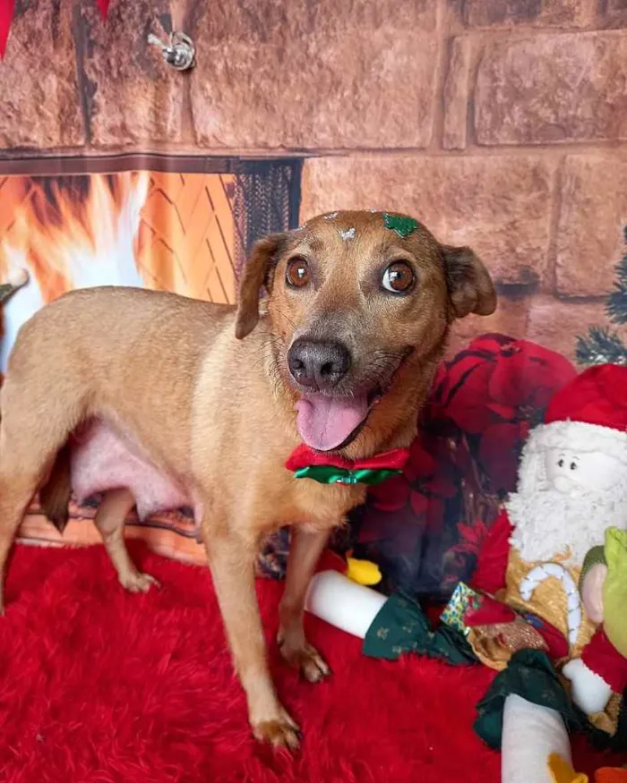 Cachorro ra a Sem raça definida  idade 2 anos nome BOLOTA