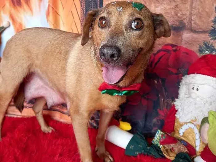 Cachorro ra a Sem raça definida  idade 2 anos nome BOLOTA