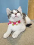Isa