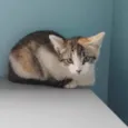 Isa