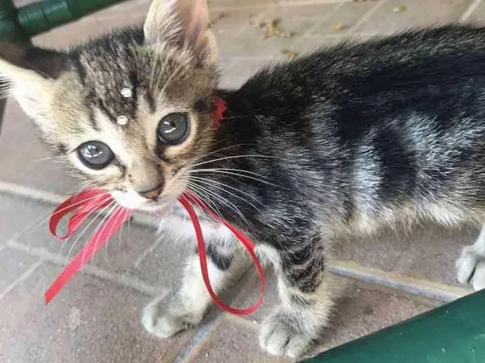 Gato ra a Sem raça definida  idade Abaixo de 2 meses nome MIMI
