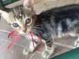 MIMI