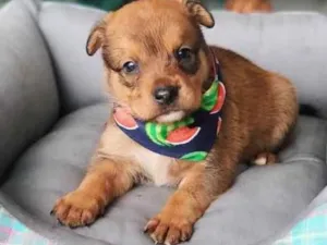Cachorro raça Sem Raça Definida  idade 2 a 6 meses nome BRUCE