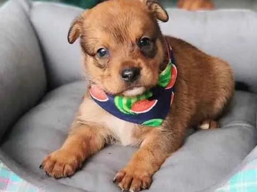 Cachorro ra a Sem Raça Definida  idade 2 a 6 meses nome BRUCE