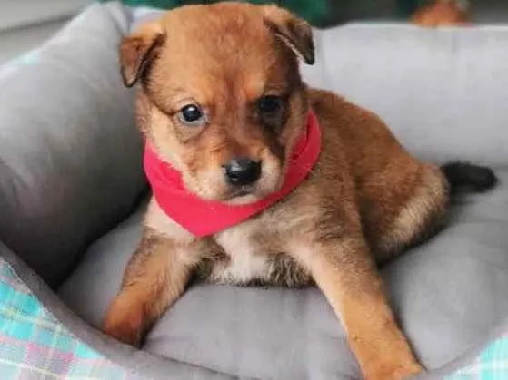 Cachorro ra a Sem raça definida idade 2 a 6 meses nome ATILA