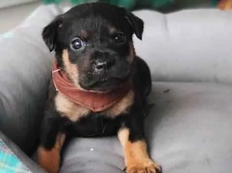 Cachorro ra a Sem Raça Definida idade 2 a 6 meses nome APOLO