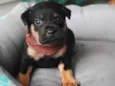 APOLO