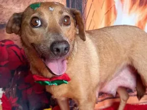 Cachorro raça Sem raça definida  idade 2 anos nome BOLOTA