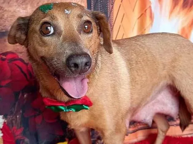 Cachorro ra a Sem raça definida  idade 2 anos nome BOLOTA