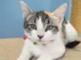 Isa