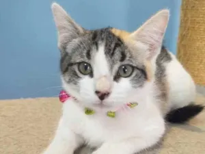 Gato raça Srd idade 2 a 6 meses nome Isa