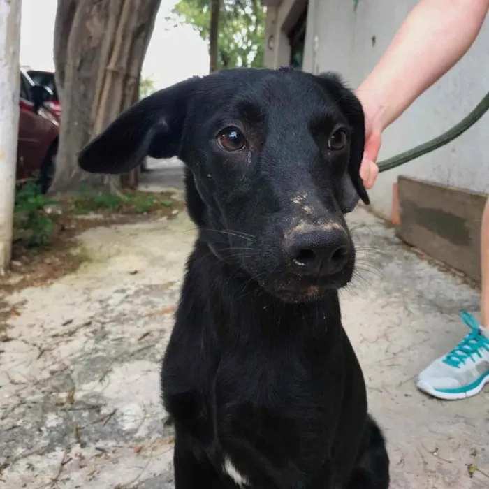 Cachorro ra a SRD idade 7 a 11 meses nome Veludo