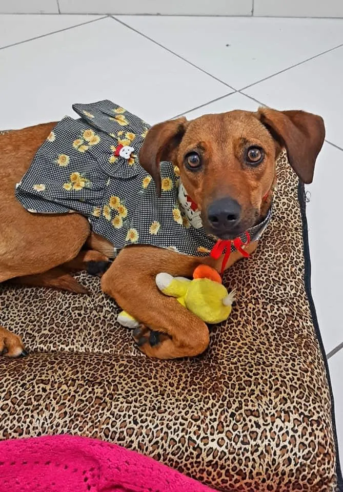 Cachorro raça SRD-ViraLata idade 7 a 11 meses nome Mel