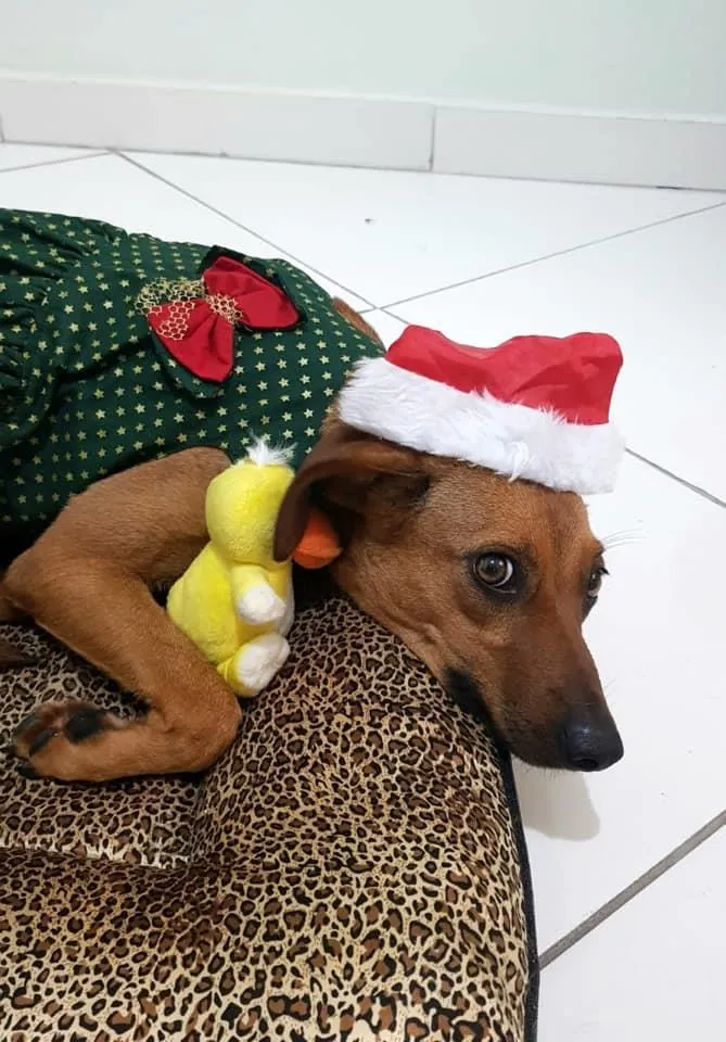 Cachorro raça SRD-ViraLata idade 7 a 11 meses nome Mel