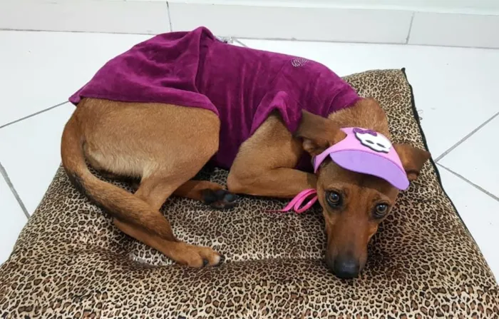 Cachorro raça SRD-ViraLata idade 7 a 11 meses nome Mel